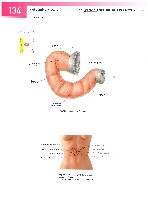 Sobotta  Atlas of Human Anatomy  Trunk, Viscera,Lower Limb Volume2 2006, page 141